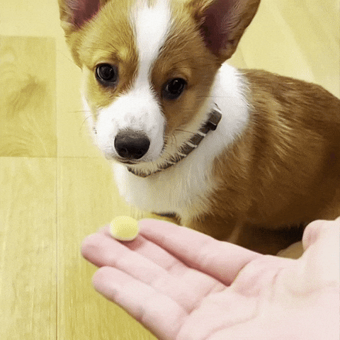 Corgi GIF