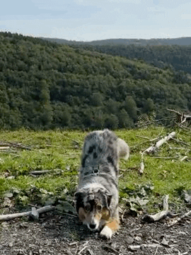 sheppiehalsband GIF