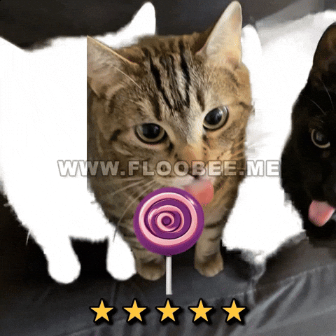 Cats GIF