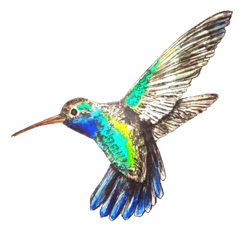 Paradise Hummingbird Sticker by Carla James Artist