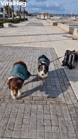 Dog Pulls Cats Along In Rolling Backpack GIF by ViralHog