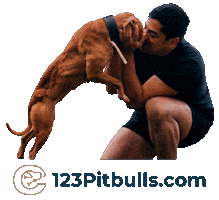 Pitbull Apbt Sticker by Chico Lopez