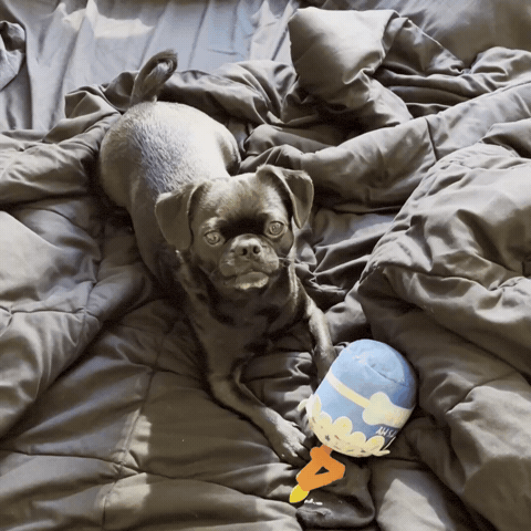 Dog Pet GIF