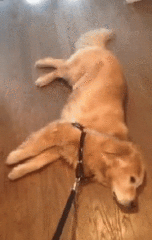 Doggo