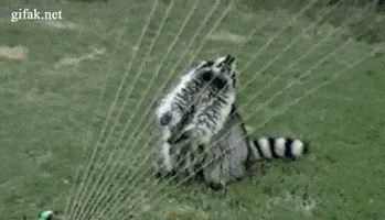 raccoon jean GIF