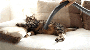 cat love GIF by Digg
