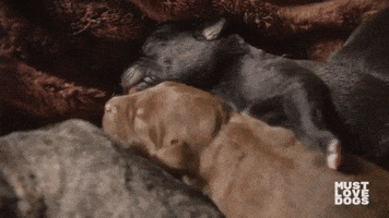 Omnifilm GIF