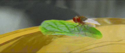 Indian Cinema Fly GIF