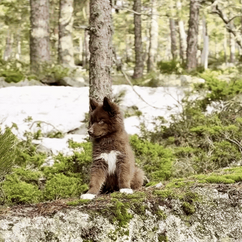 Red Husky GIF