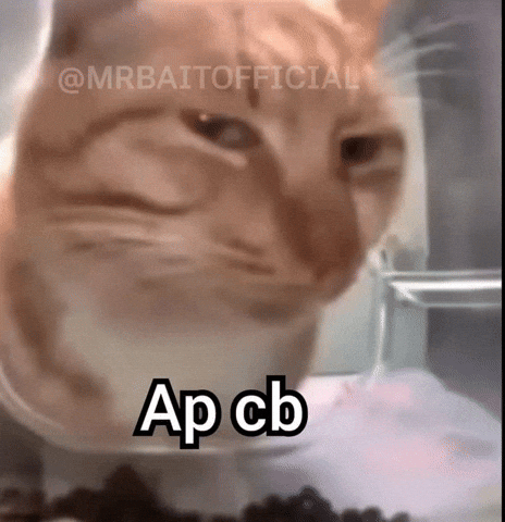 Orange Cat GIF