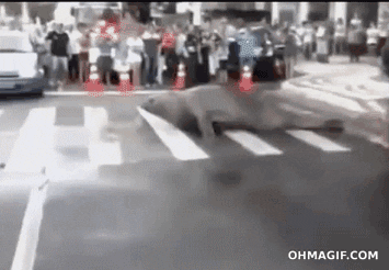 seal escaping GIF