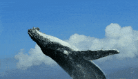 Beluga-whale GIFs - Get the best GIF on GIPHY