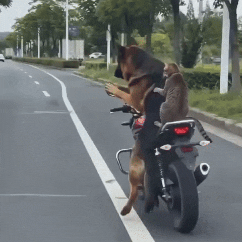 Shepherd Bike Respect GIF