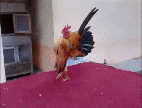rooster GIF - rooster GIF