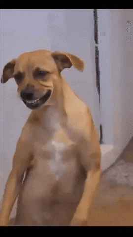 Art Dog GIF