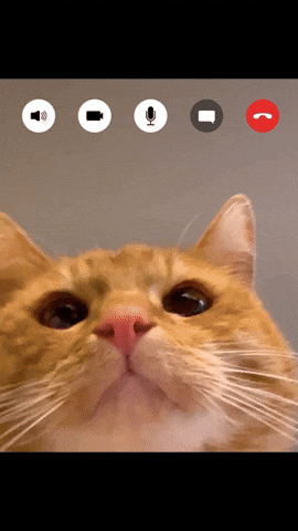 Delectables Cat Treats GIF