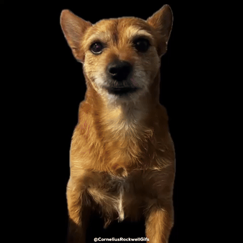 Corneliusrockwellgifs GIF