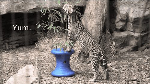 giphy.gif