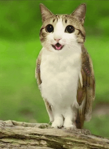 Meowl GIF