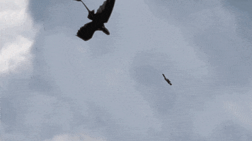 dragons flying GIF by How To Train Your Dragon