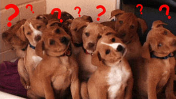 confused puppies GIF