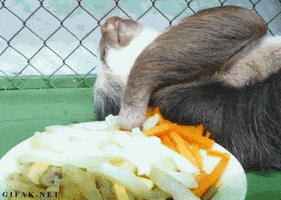 sloth eating GIF
