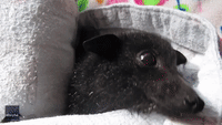 Adorable Baby Bat Recovering After Being 'Roughed Up' by Dogs