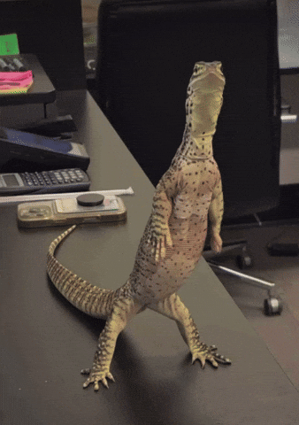 Monitor Lizard GIF