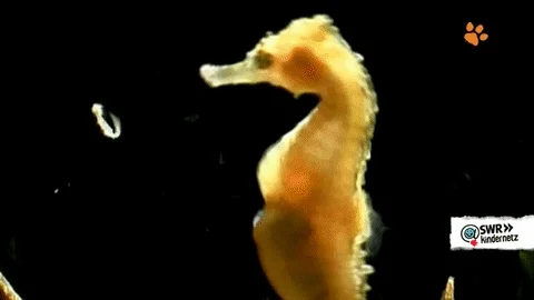 giving sea horse GIF by SWR Kindernetz
