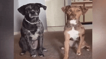 luanazgd  GIF