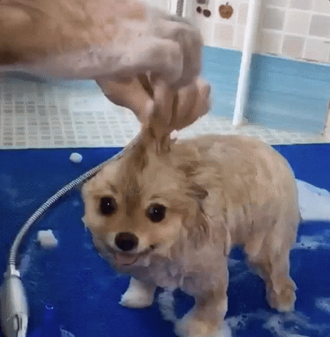 gifofdogs dog bath GIF by Rover.com