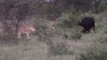 Lion Buffalo GIF