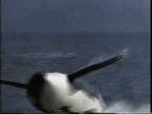 killer whales dolphin GIF