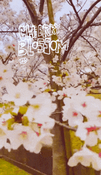 cherry blossom, cherry , blossom , pink , flowers , animated , animation ,  spring - GIF animado grátis - PicMix