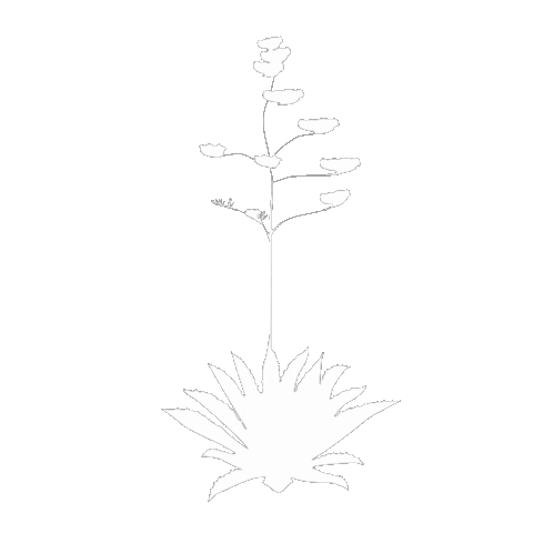 Octavio Tequila Sticker