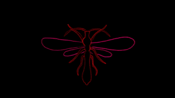 metteileneholmriis morph anim dragonfly GIF