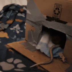 Rat GIF