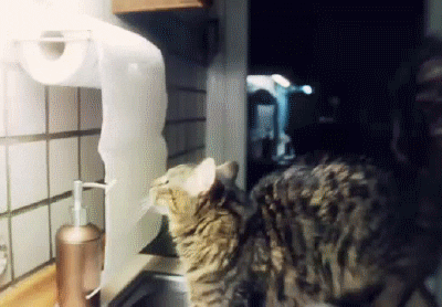 Cat GIF by Cheezburger - Find & Share on GIPHY