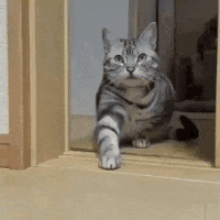 cat tapping GIF
