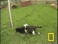 Fainting-goats GIFs - Get the best GIF on GIPHY