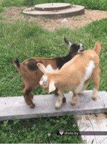 reaction s baby goats GIF