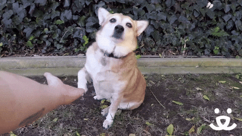 Good Boy!