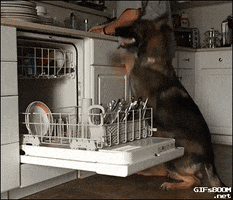 dog dishwasher GIF