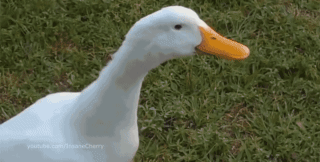 song duck GIF