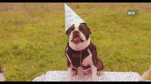 Boston Terrier Birthday Gifs Get The Best Gif On Giphy