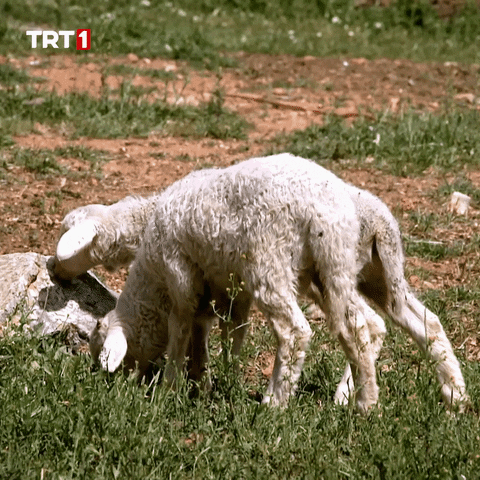 Sheep Omg GIF by TRT