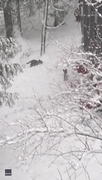 Fox Cubs Play in the Minnesota Snow