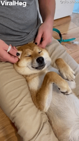 Shiba Loves Having Its Ears Played With GIF by ViralHog