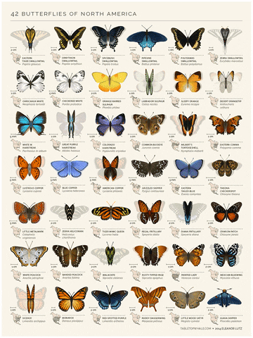 polygonia meaning, definitions, synonyms