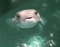 Fish Stealer GIFs - Find & Share on GIPHY
